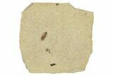 Detailed Fossil Leafhopper (Homoptera) - France #267668-1